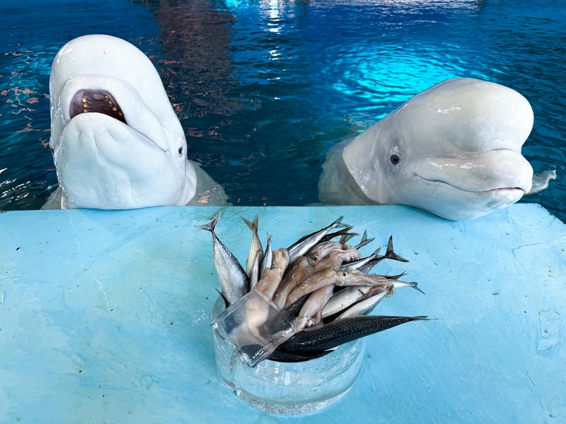 屏東海生館為海洋生物辦專屬年夜飯 從圍爐談食魚文化與永續海洋