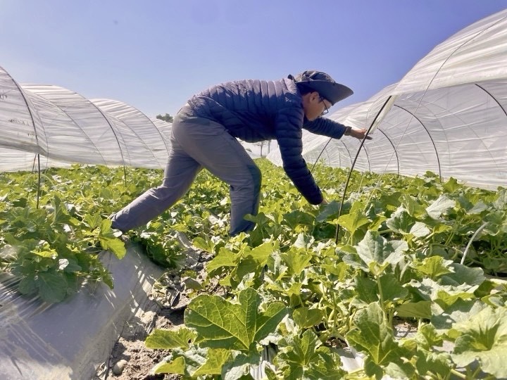 春季洋香瓜盛產上市 在地鮮甜再升級　清爽健康新選擇