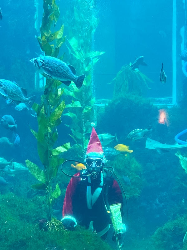 屏東海生館「海底聖誕」驚喜登場 聖誕老人不走煙囪改潛水