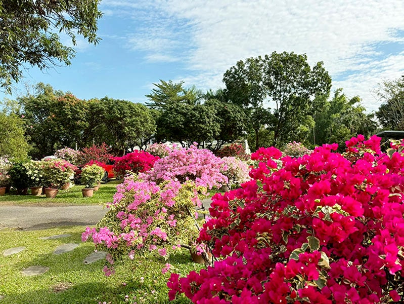 《魚頭君帶路》 花草迷 療癒之旅：探尋綠意間的風與光