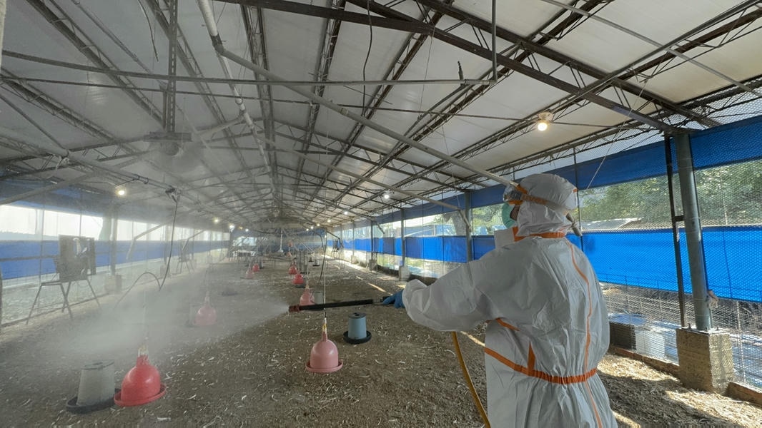 南市蛋中雞場確診禽流感 動保處呼籲養禽業者落實生物安全