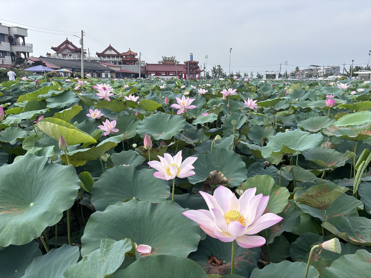 端午遊臺南最精彩!賞蓮、看龍舟、逛市集 夏日限定活動接力登場