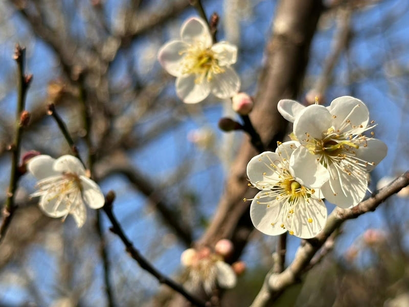 「梅」你不行的冬天 就來楠西賞花、採果、泡溫泉