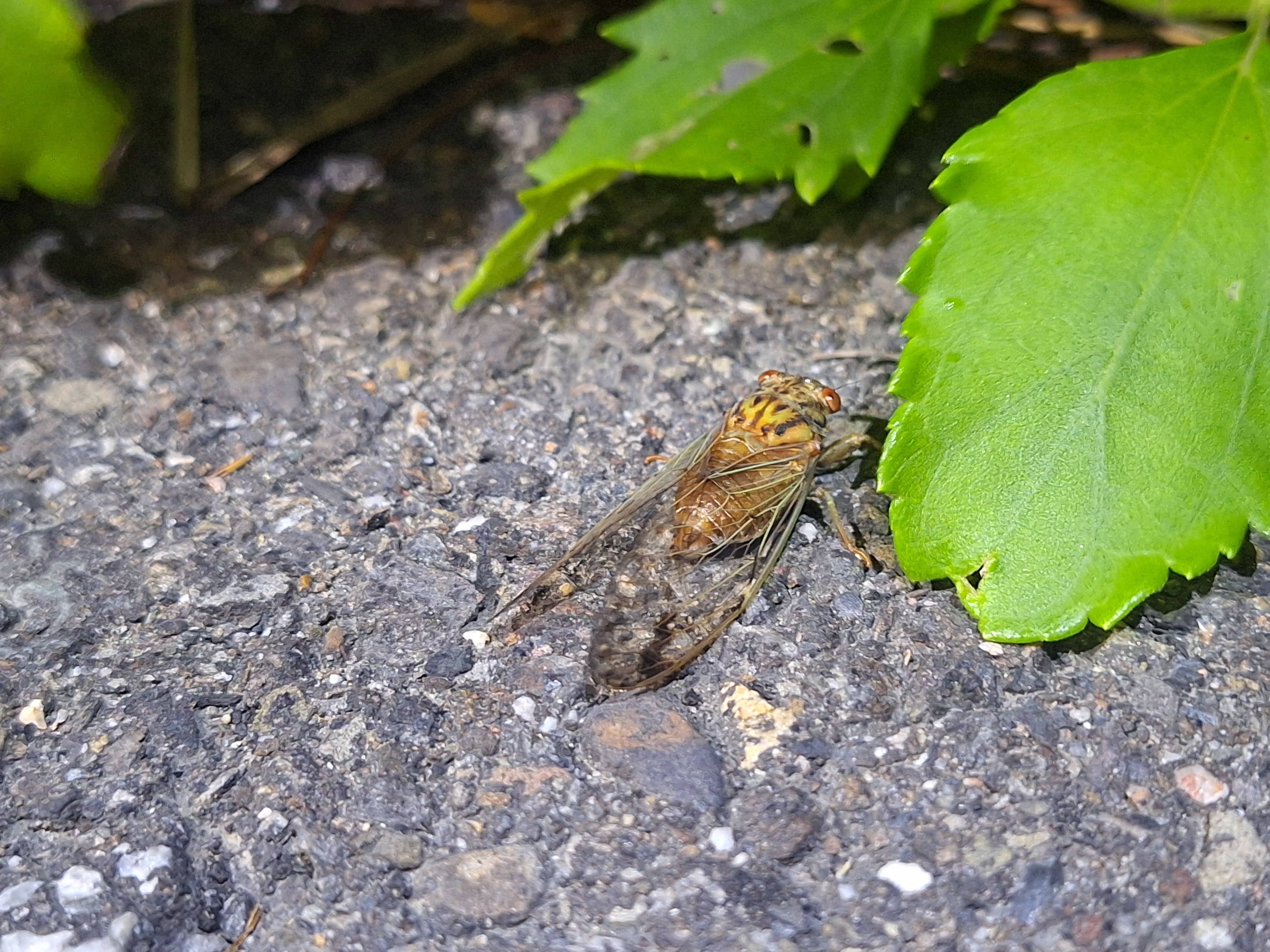 國家公園署台江處台江夏季遊程 蟹逅蟬鳴—台江夏夜嘉年華