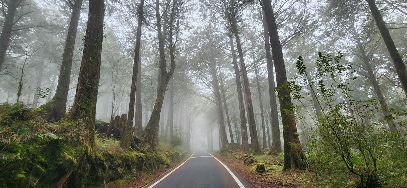 阿里山國家森林遊樂區「春光星旅」璀璨啟程