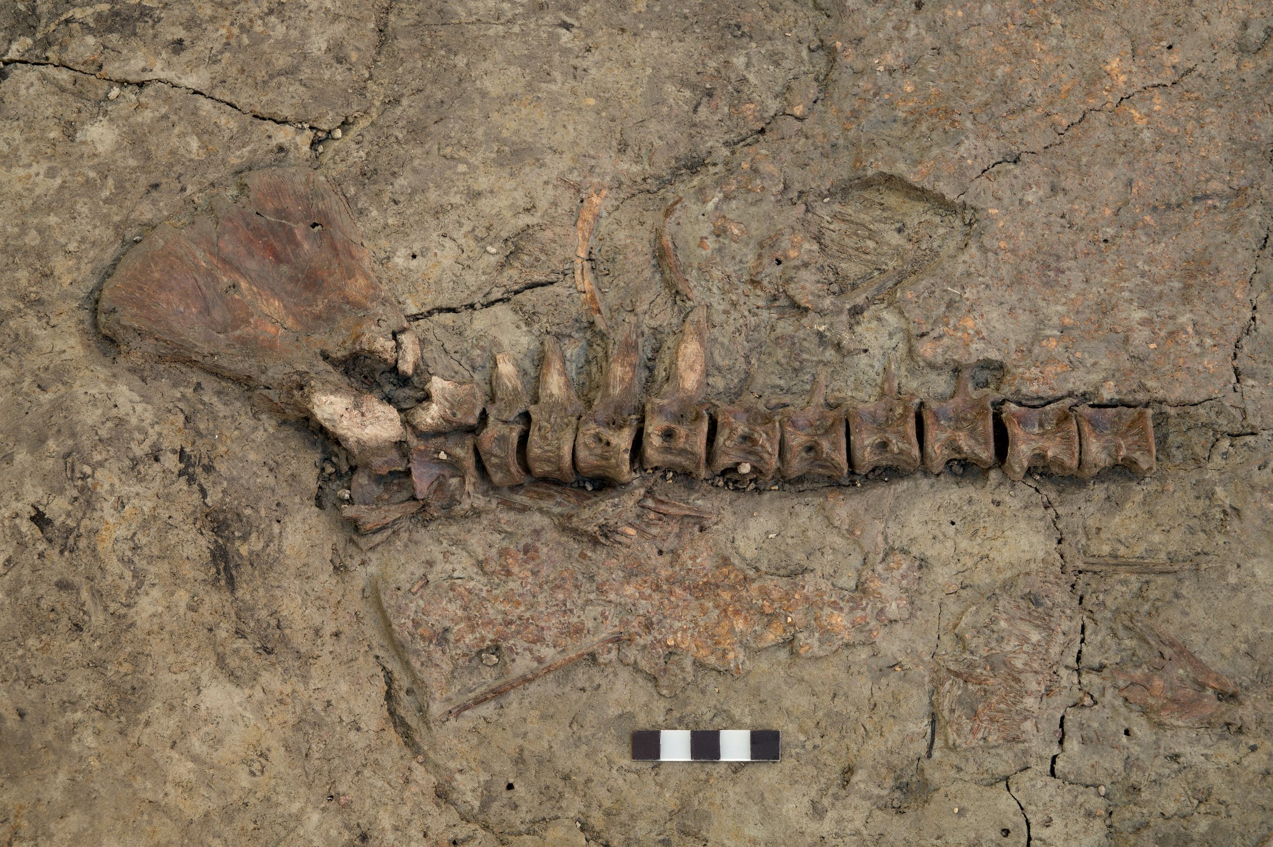 南科考古驚喜發現　史前魚鱗堆積揭示先民飲食文化